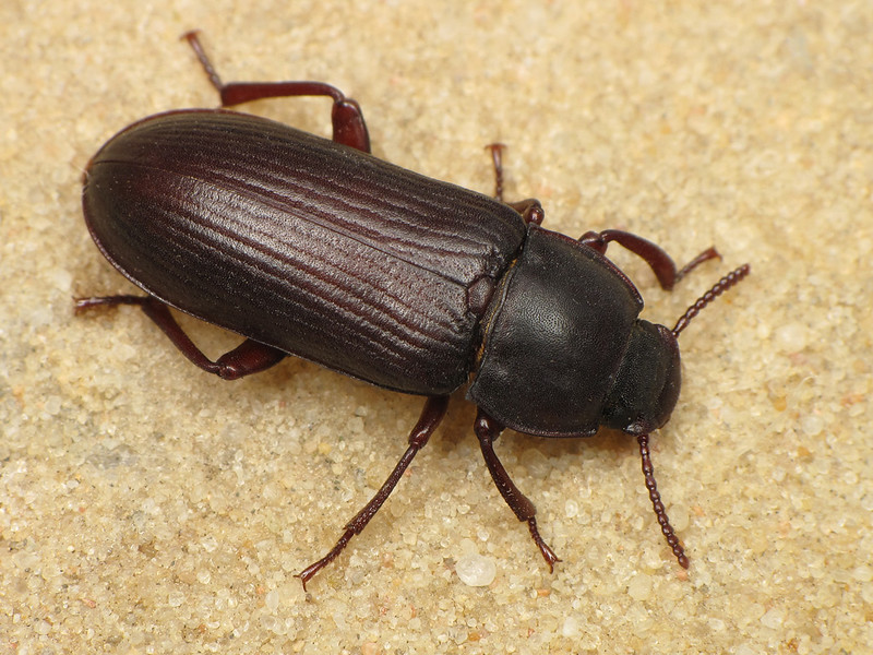 pantry beetle pest control