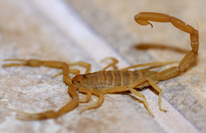 scorpion control