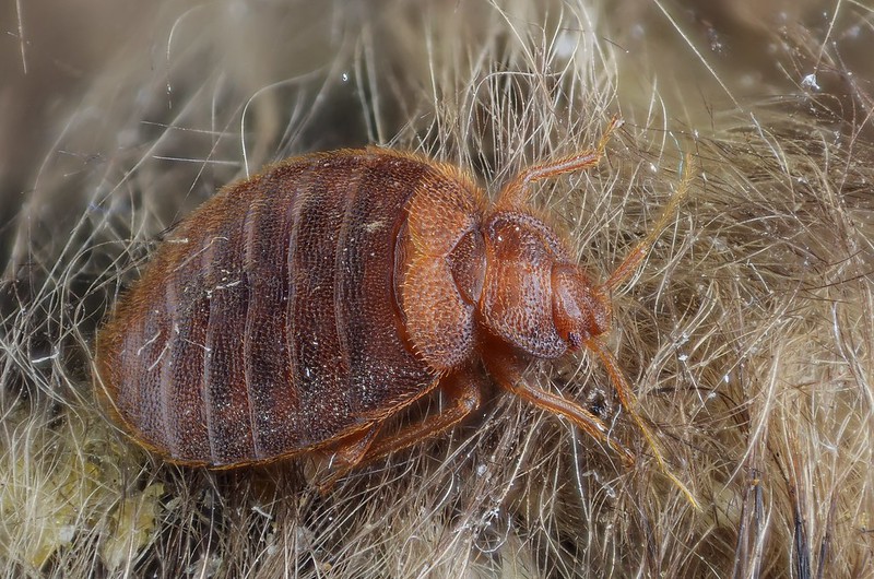 bed bug control